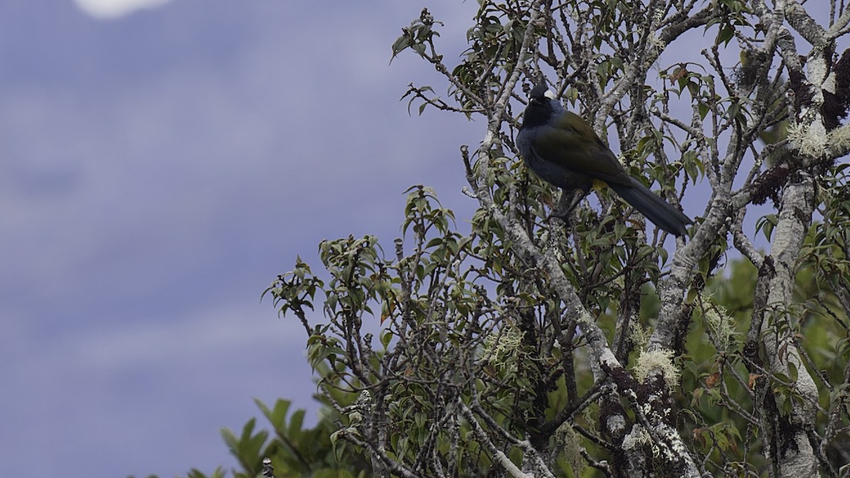Western Crested Berrypecker - ML613799245