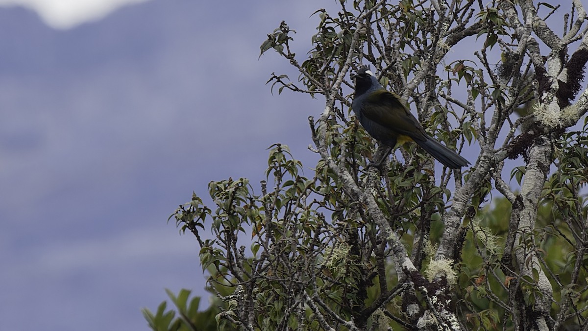 Western Crested Berrypecker - ML613799246