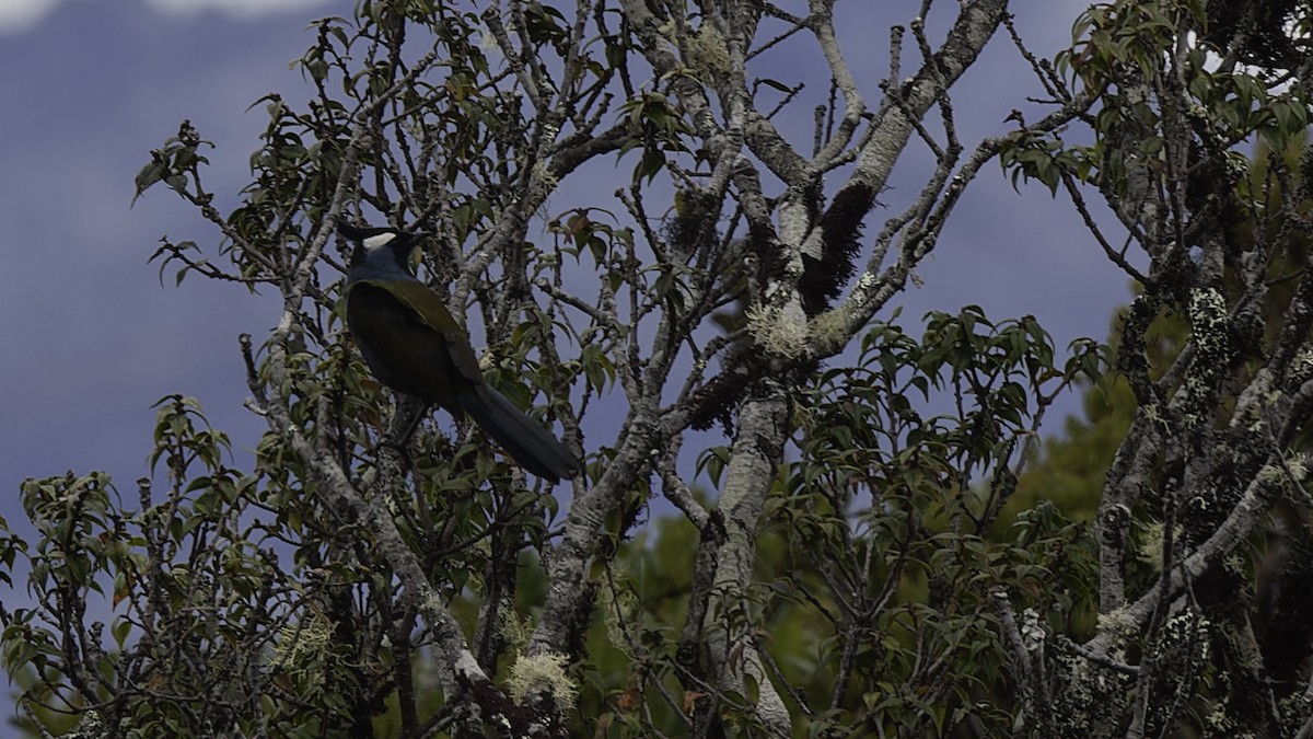 Western Crested Berrypecker - ML613799247