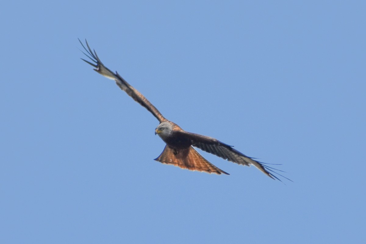 Red Kite - ML613799272