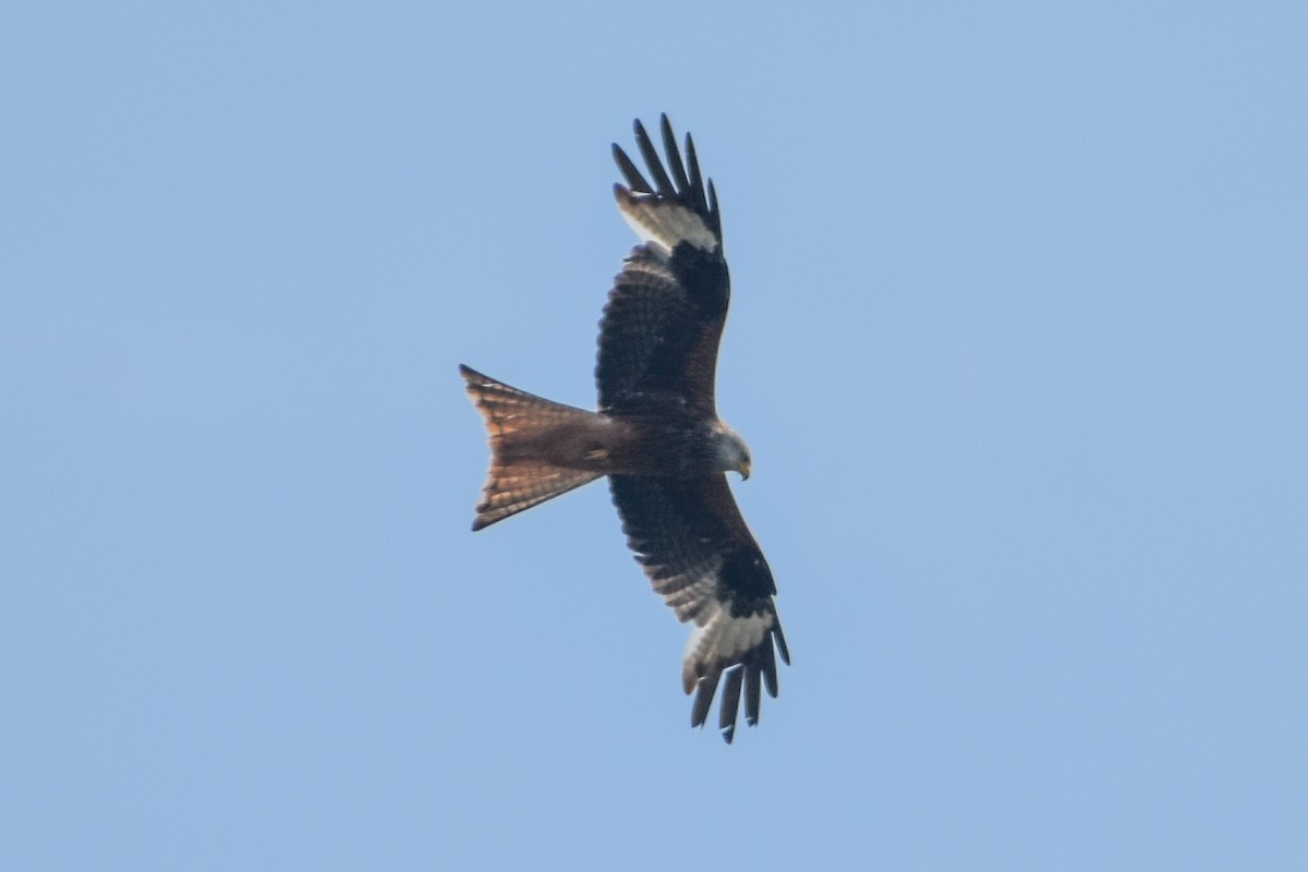 Red Kite - ML613799273