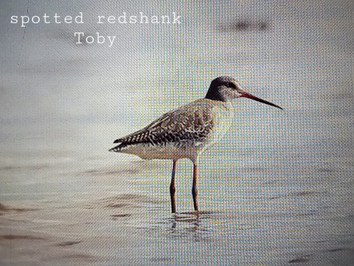 Spotted Redshank - Trung Buithanh