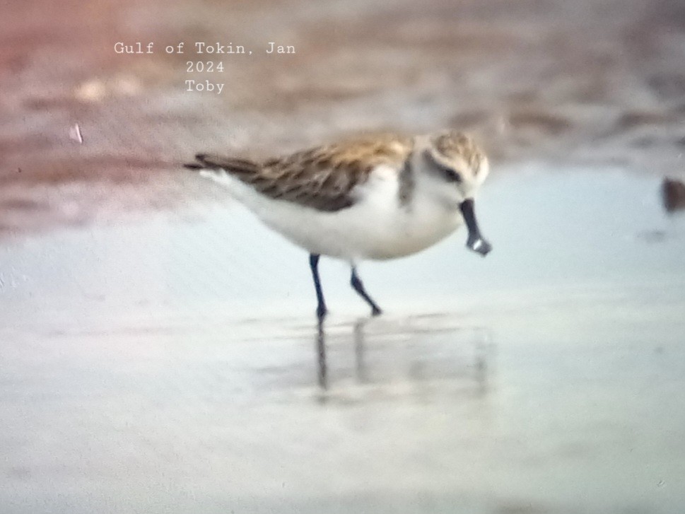 Spoon-billed Sandpiper - Trung Buithanh