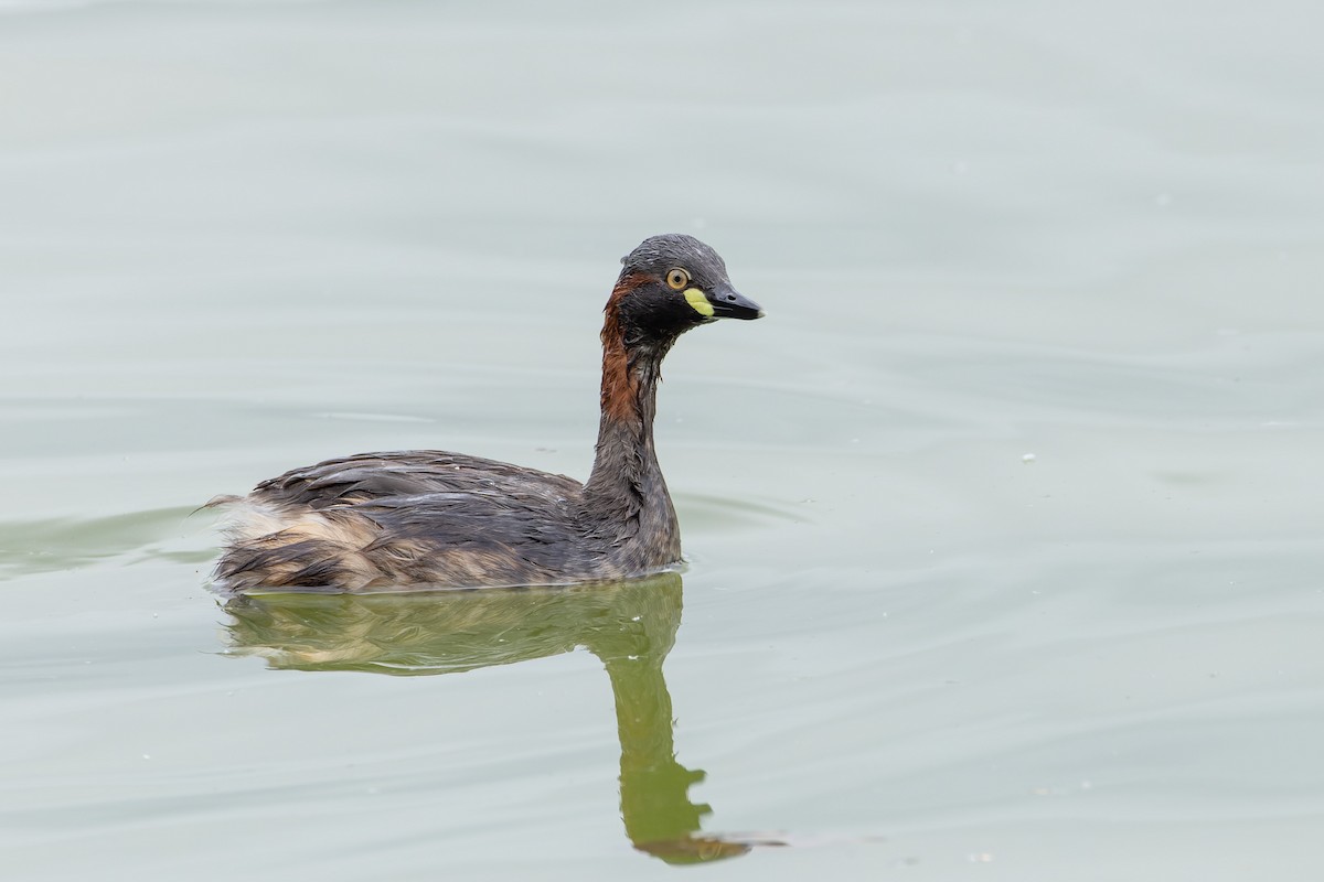 Australasian Grebe - Steve Popple