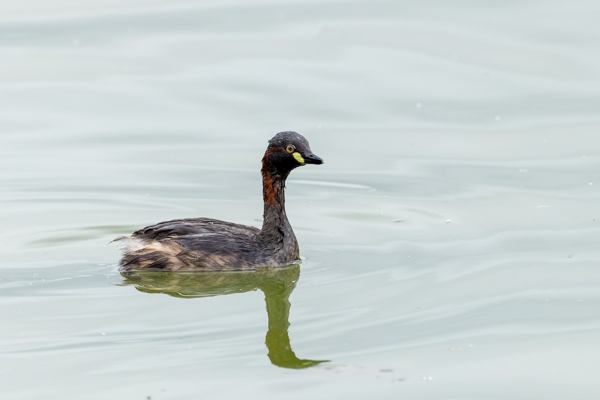 Australasian Grebe - ML613799358