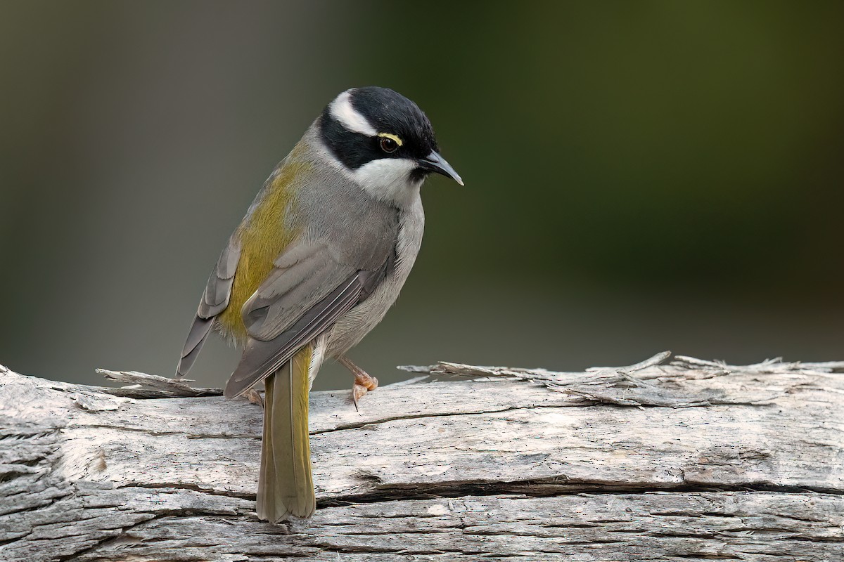 Strong-billed Honeyeater - ML613799366