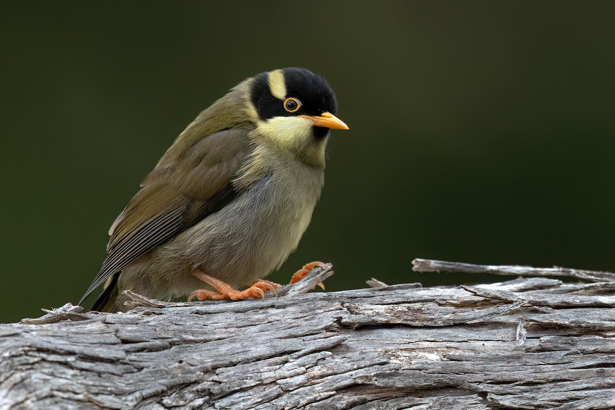 Strong-billed Honeyeater - ML613799367