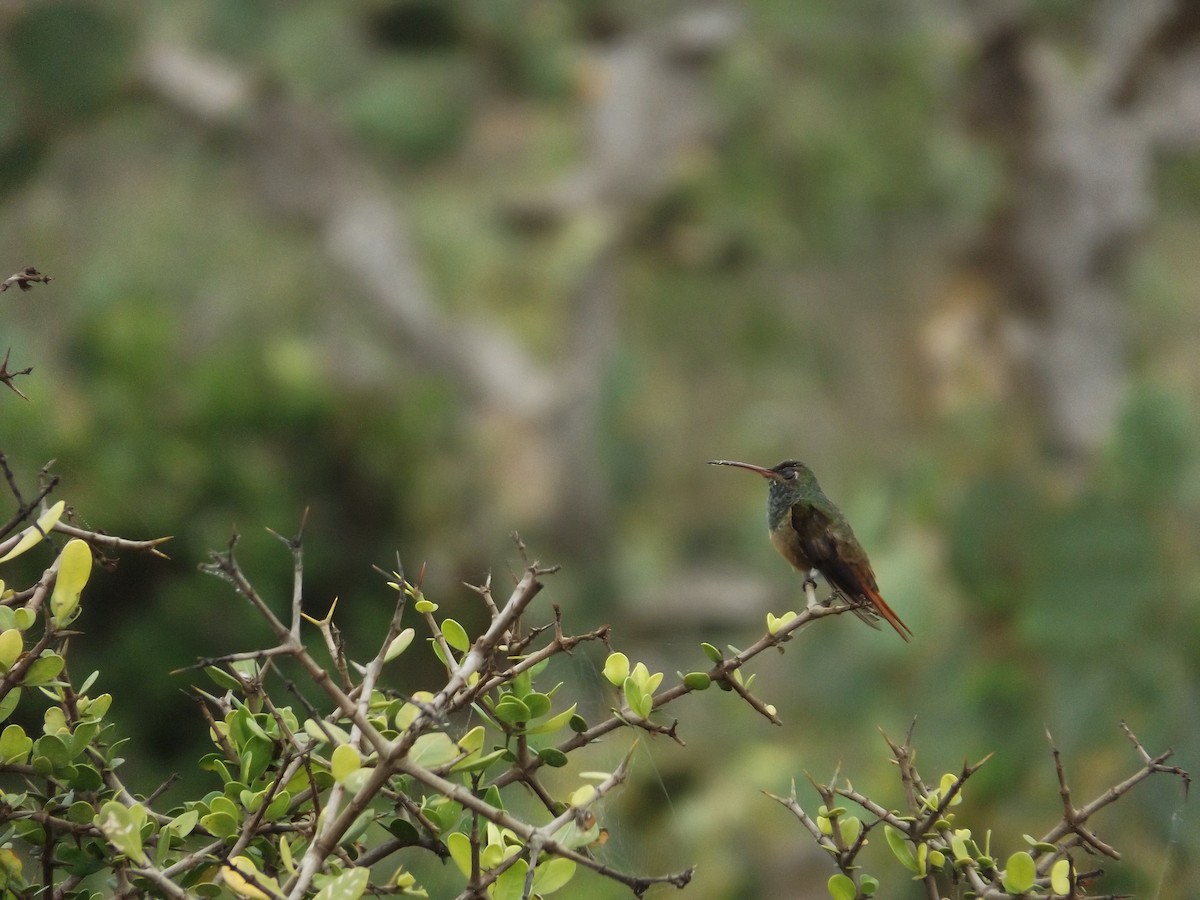 Buff-bellied Hummingbird - Luis Armando Jimenez Sánchez