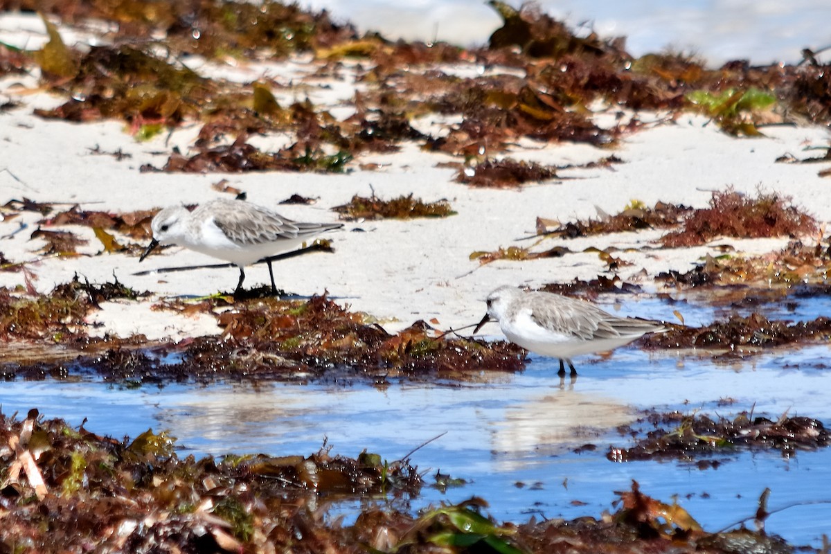 Sanderling - ML613799555