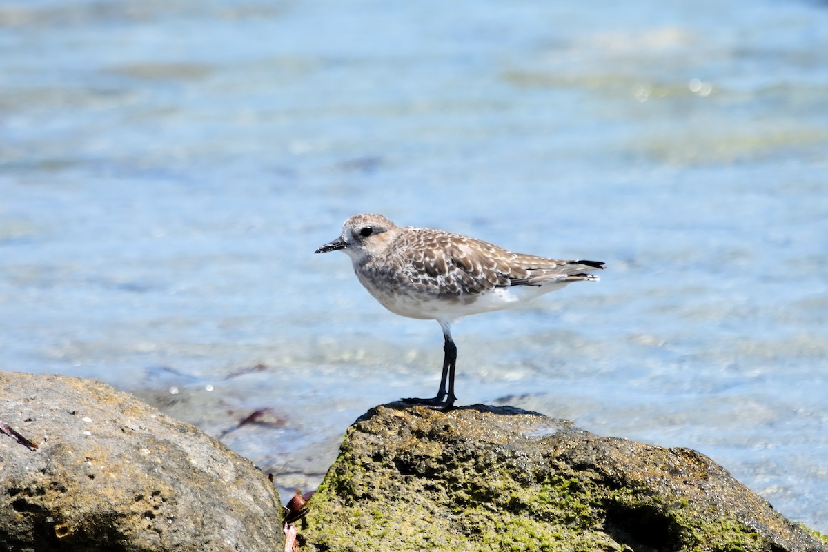 Black-bellied Plover - ML613799574