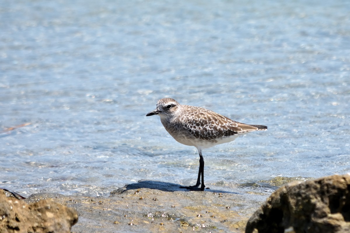 Black-bellied Plover - ML613799575
