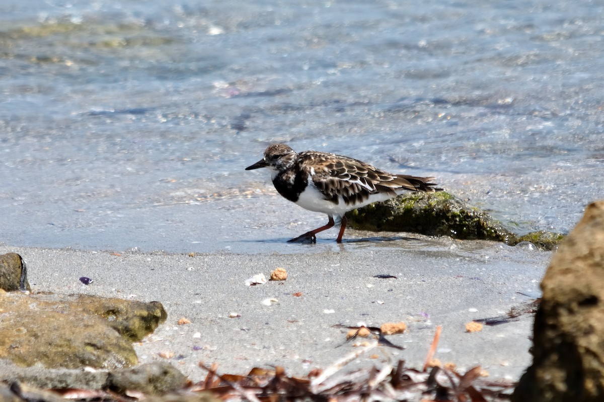 Ruddy Turnstone - ML613799579