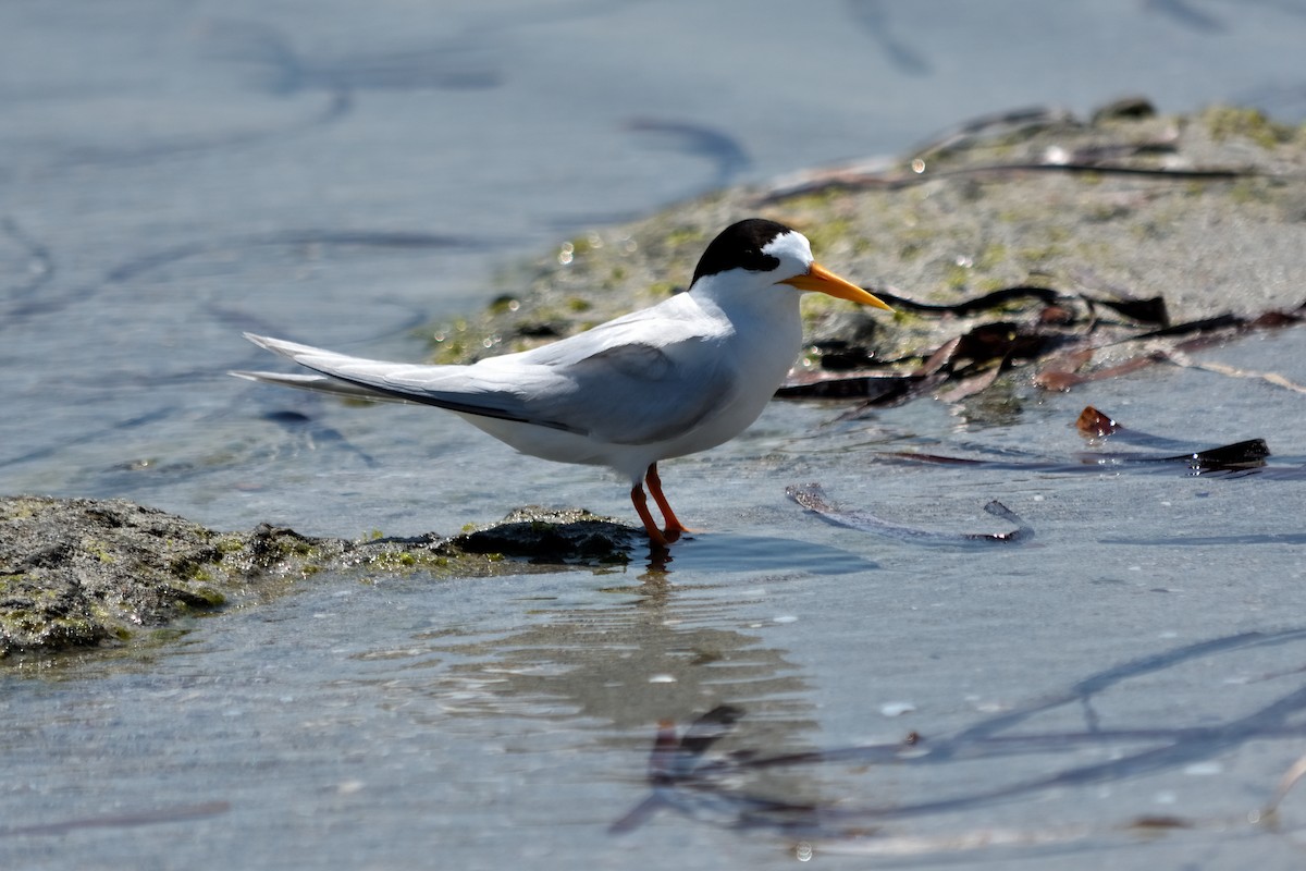 Australian Fairy Tern - ML613799584