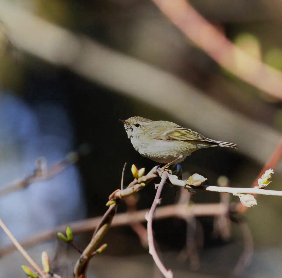 Hume's Warbler - ML613799648