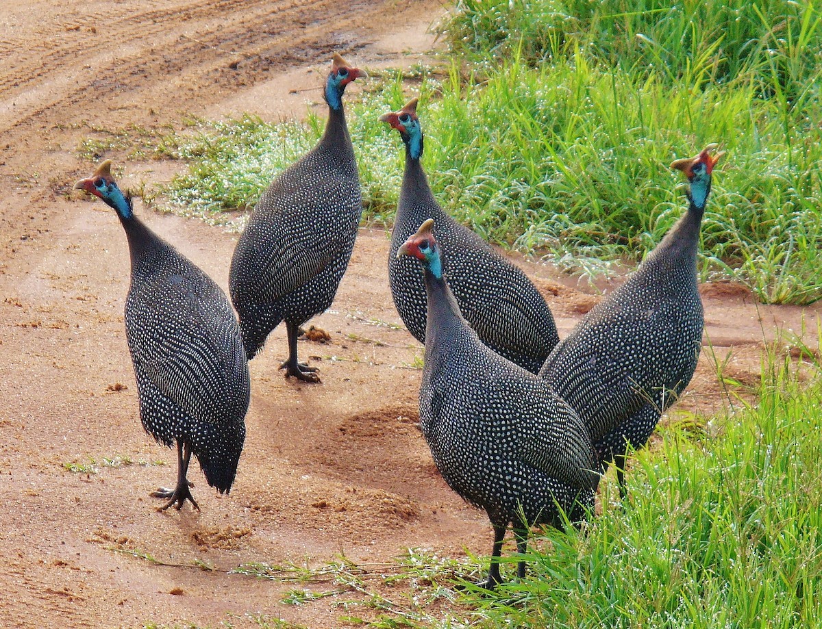 Helmeted Guineafowl - ML613799673