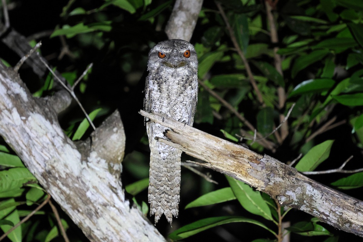 Marbled Frogmouth - ML613799685