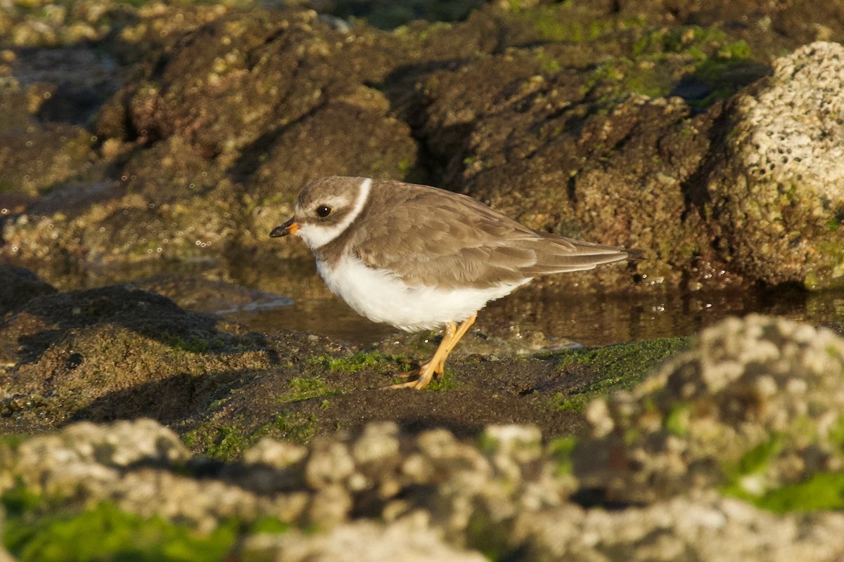 Semipalmated Plover - Alberto Aguiar Álamo
