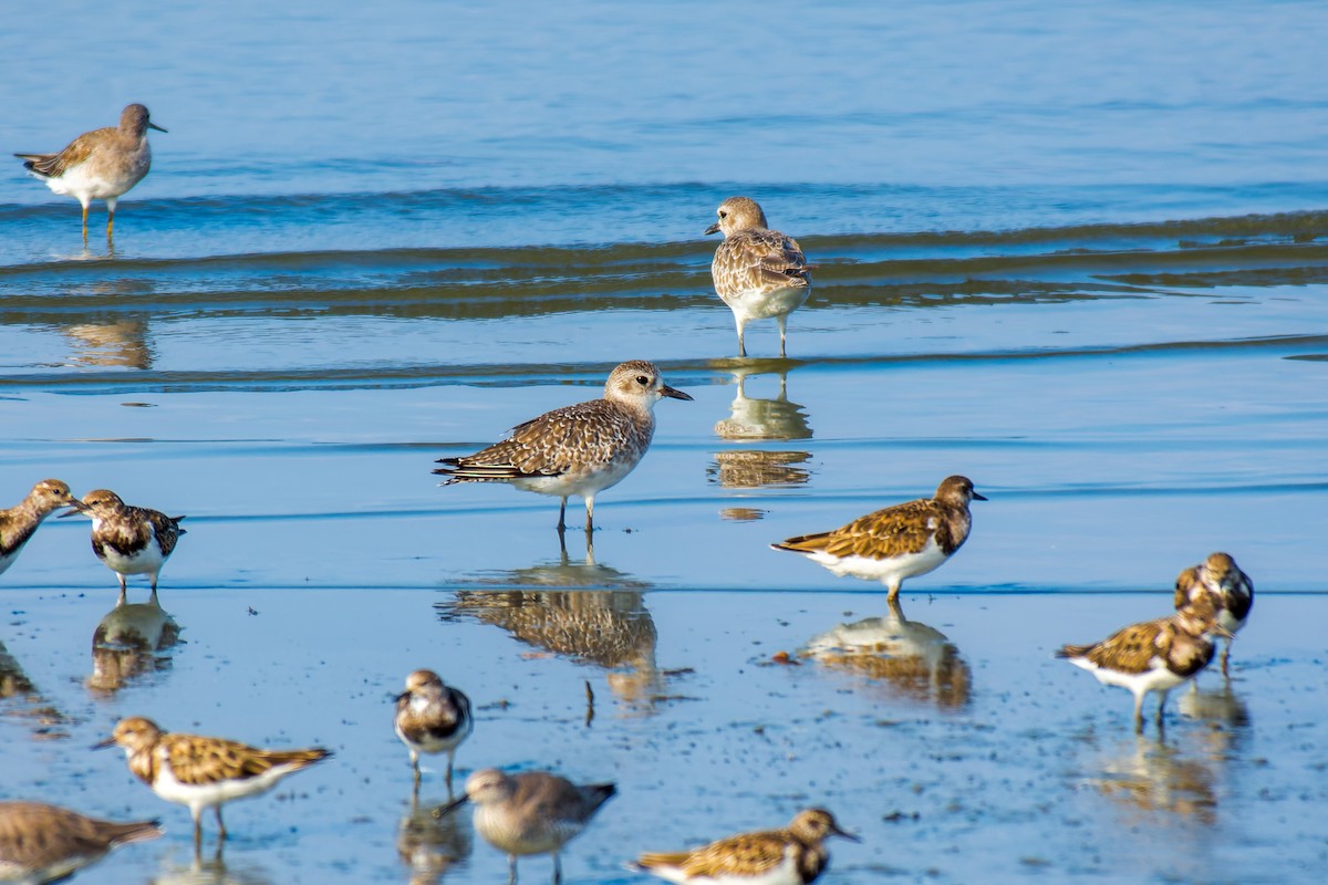 Black-bellied Plover - Marcelo  Telles