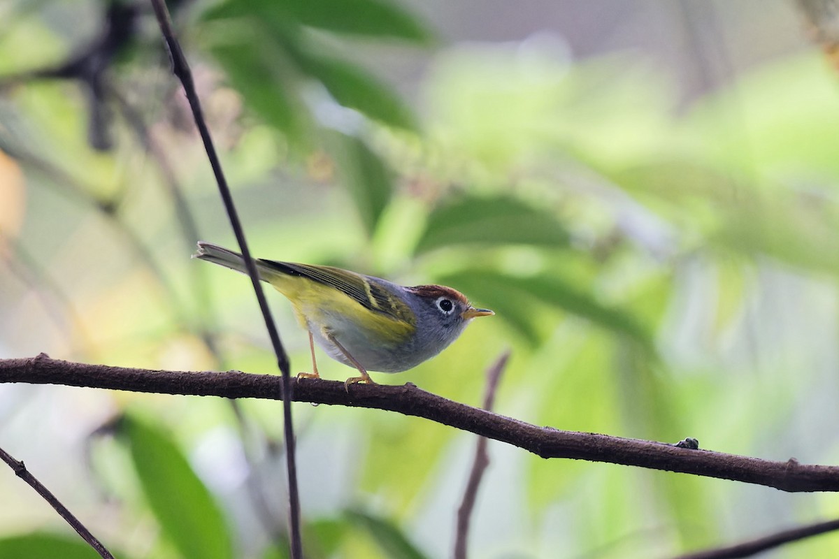 Chestnut-crowned Warbler - ML613799757