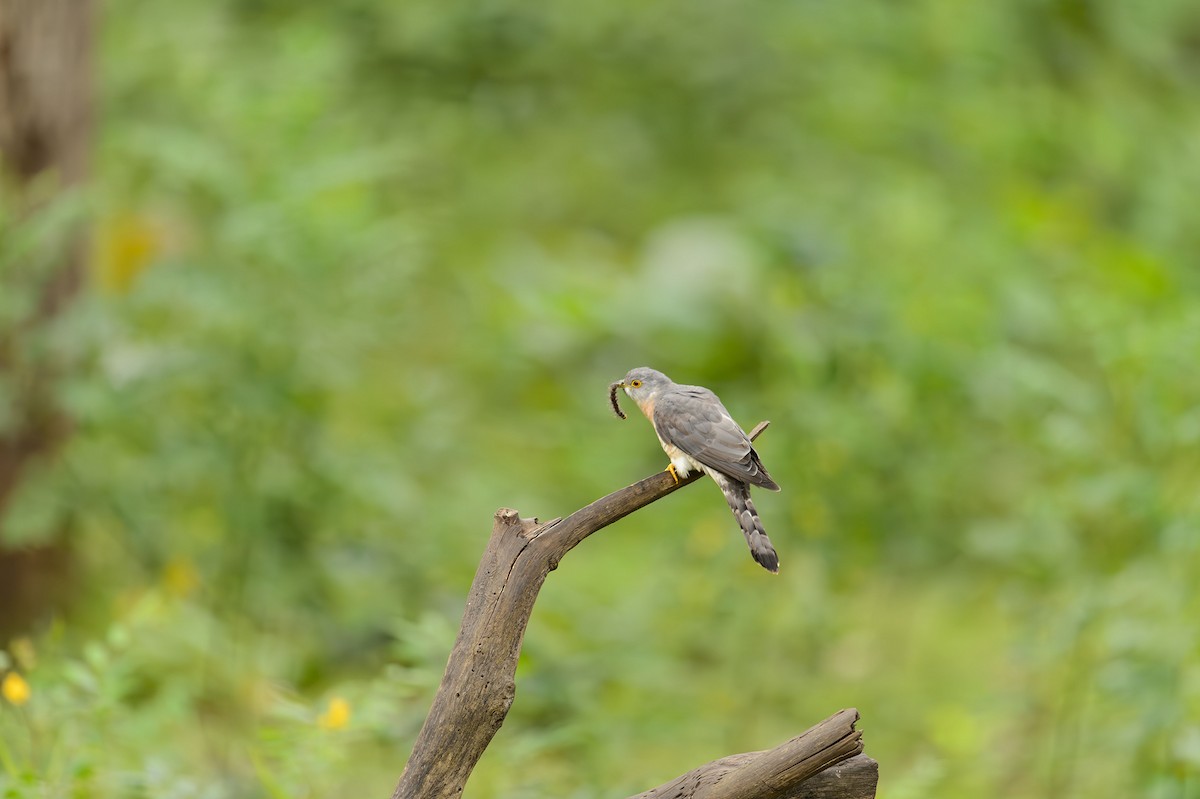 Common Hawk-Cuckoo - ML613799770