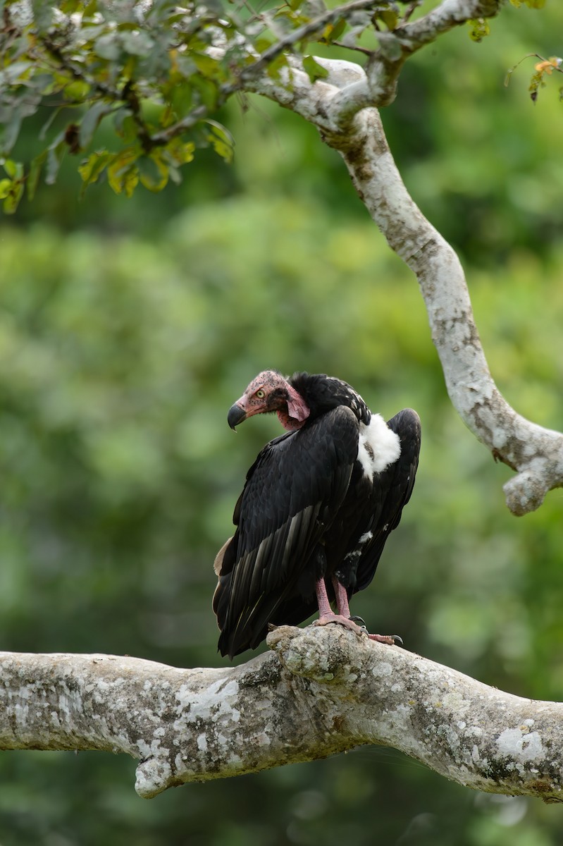 Red-headed Vulture - ML613799771