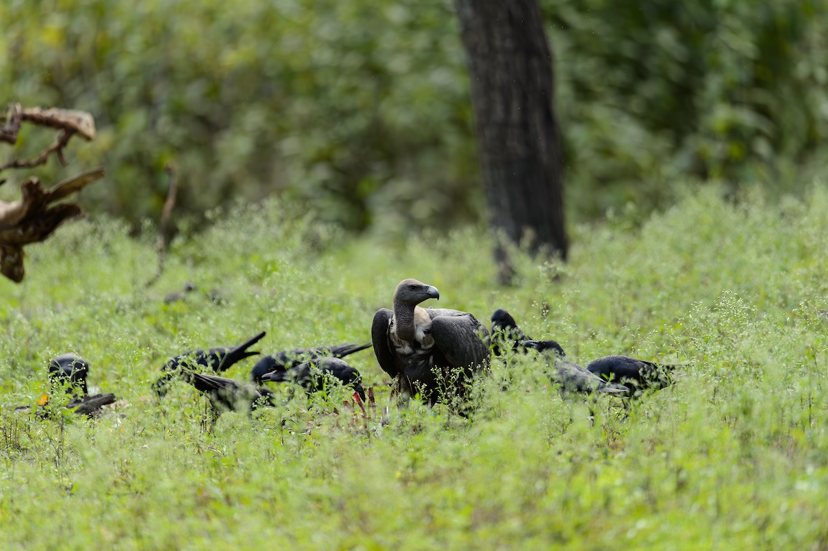 White-rumped Vulture - ML613799772