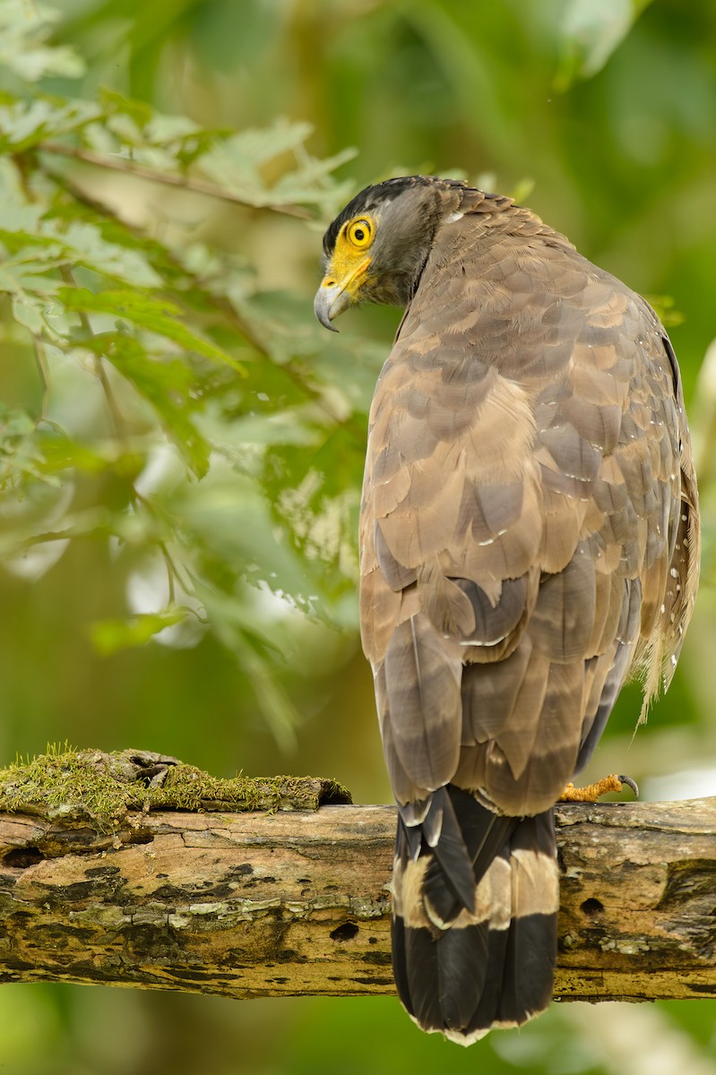 Crested Serpent-Eagle - ML613799774
