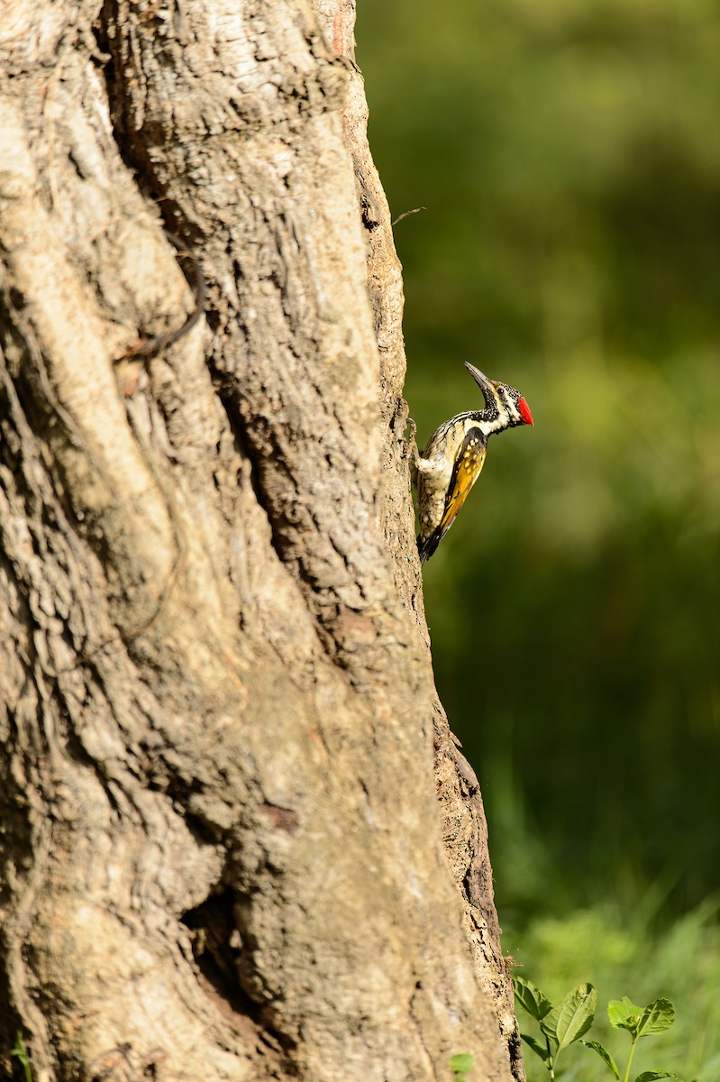 Black-rumped Flameback - ML613799776
