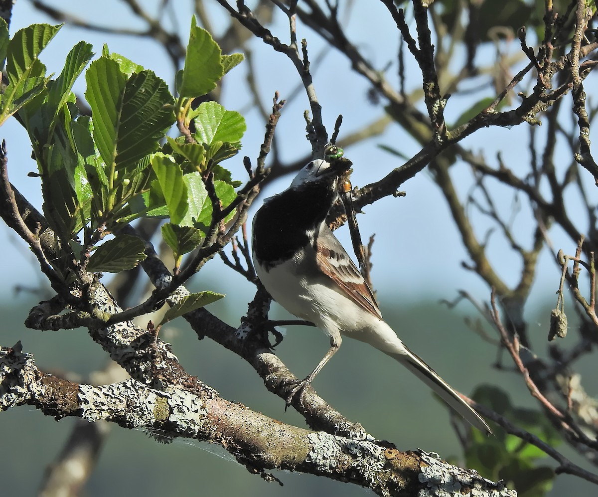 White Wagtail - Nicolás Tamargo de Eguren