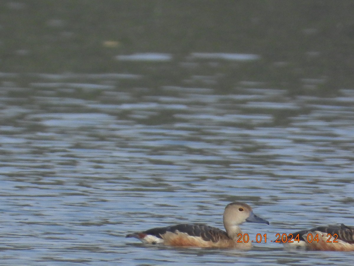 Модны анхир - ML613799791