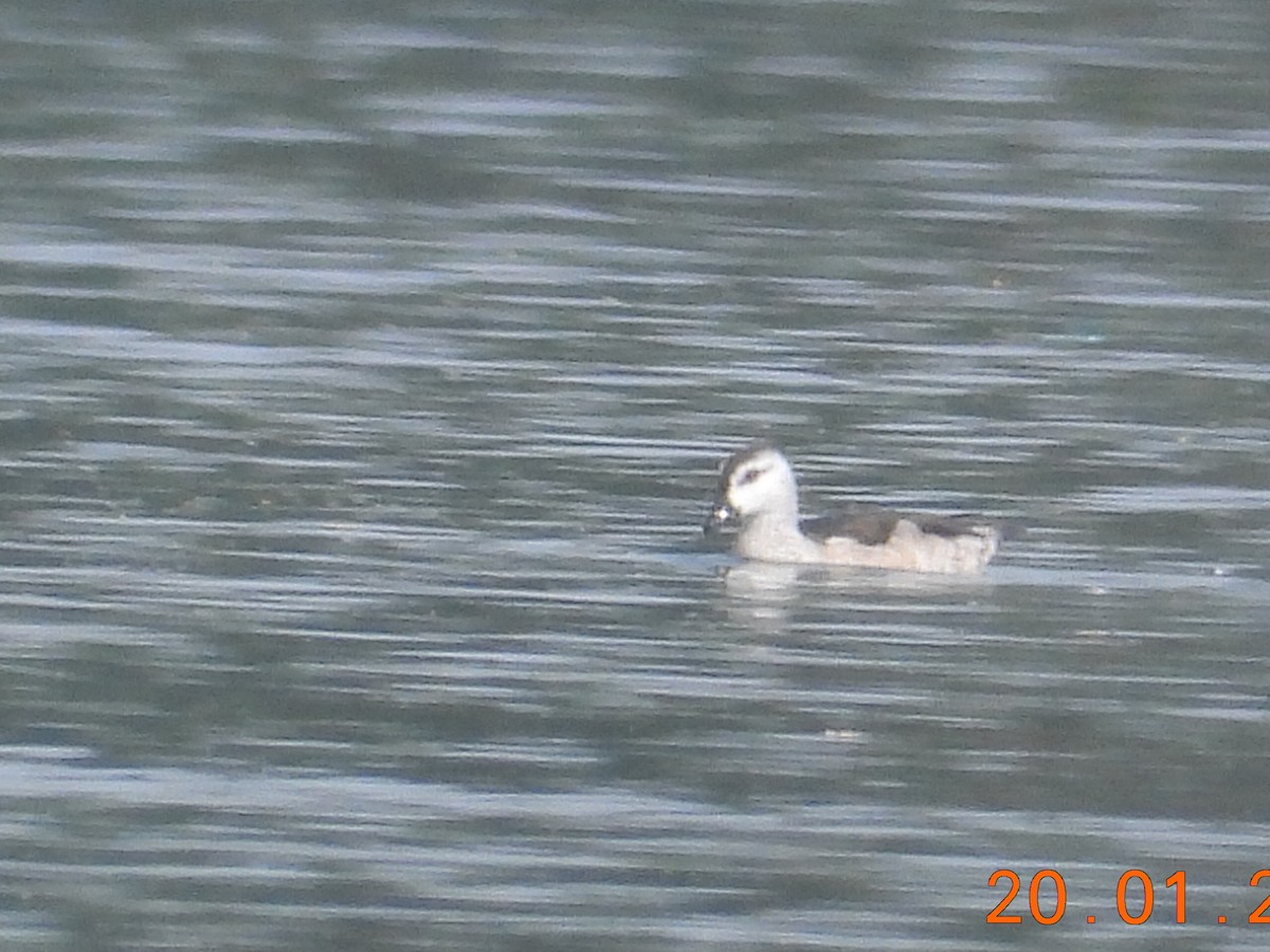 Cotton Pygmy-Goose - ML613799792
