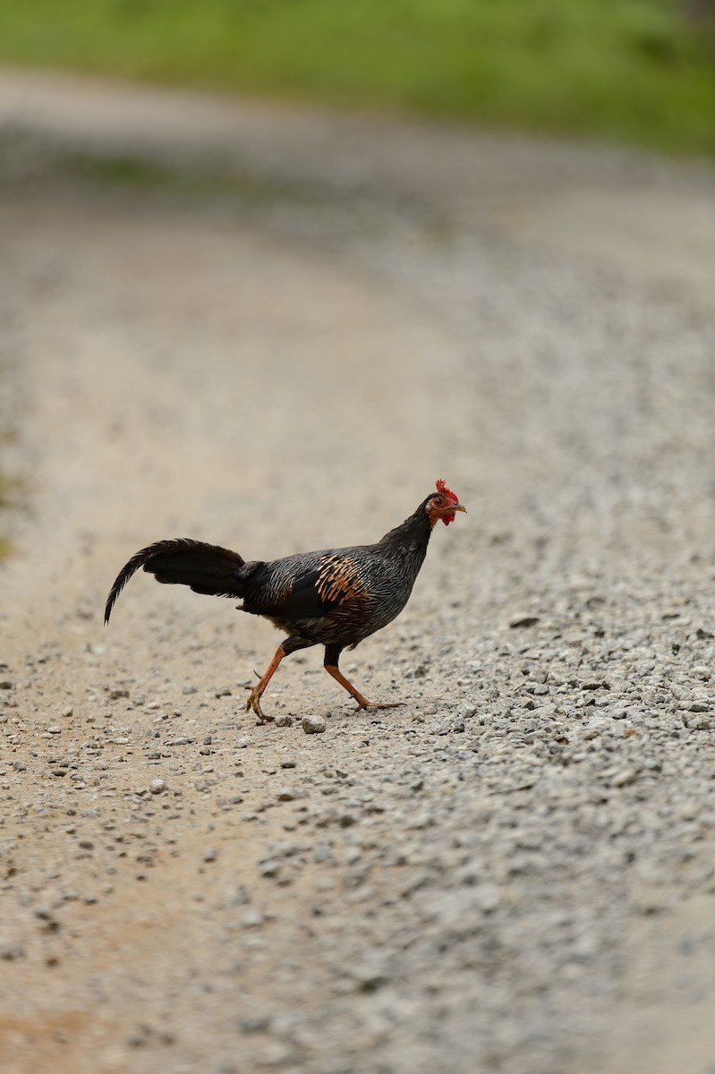 Gray Junglefowl - ML613799843