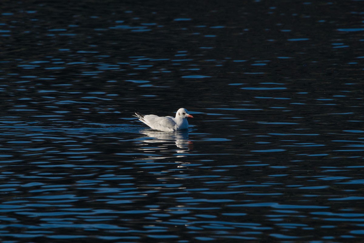 Black-headed Gull - Nicola Marchioli