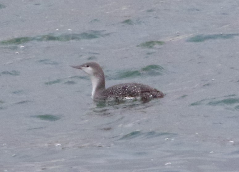 Red-throated Loon - ML613799949