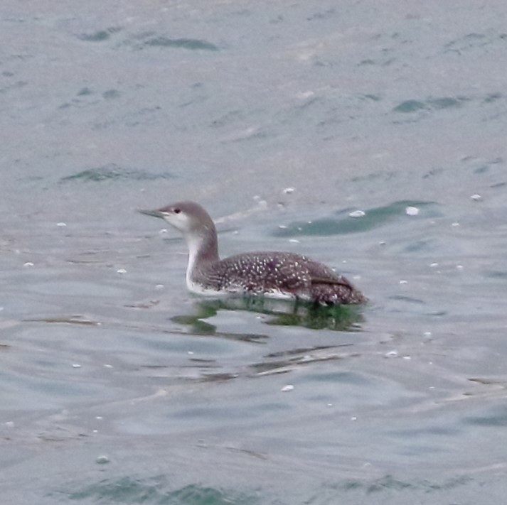 Red-throated Loon - ML613799956