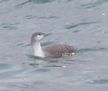 Red-throated Loon - ML613799957