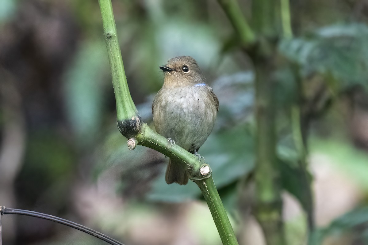 Small Niltava - Debankur  Biswas