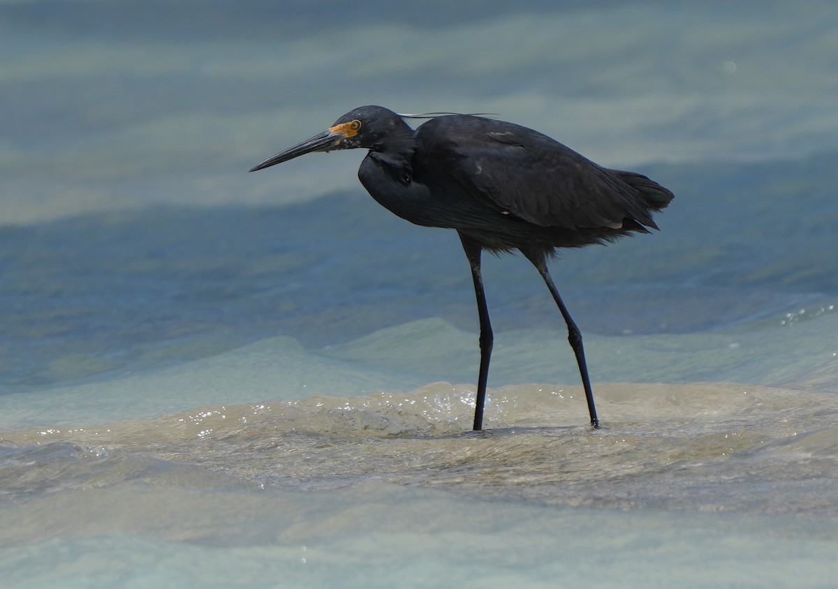 Little Egret - ML613800002