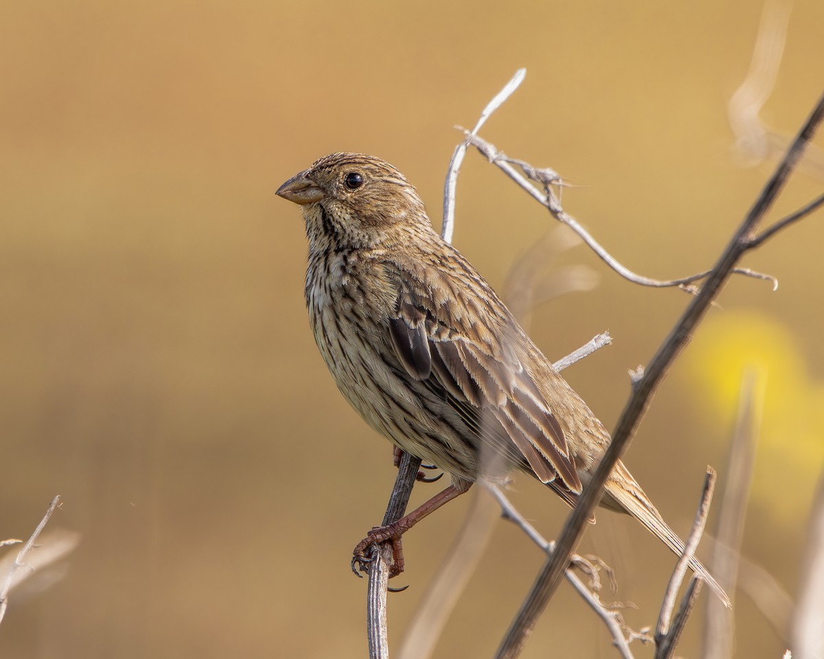 Corn Bunting - Yeray Pérez