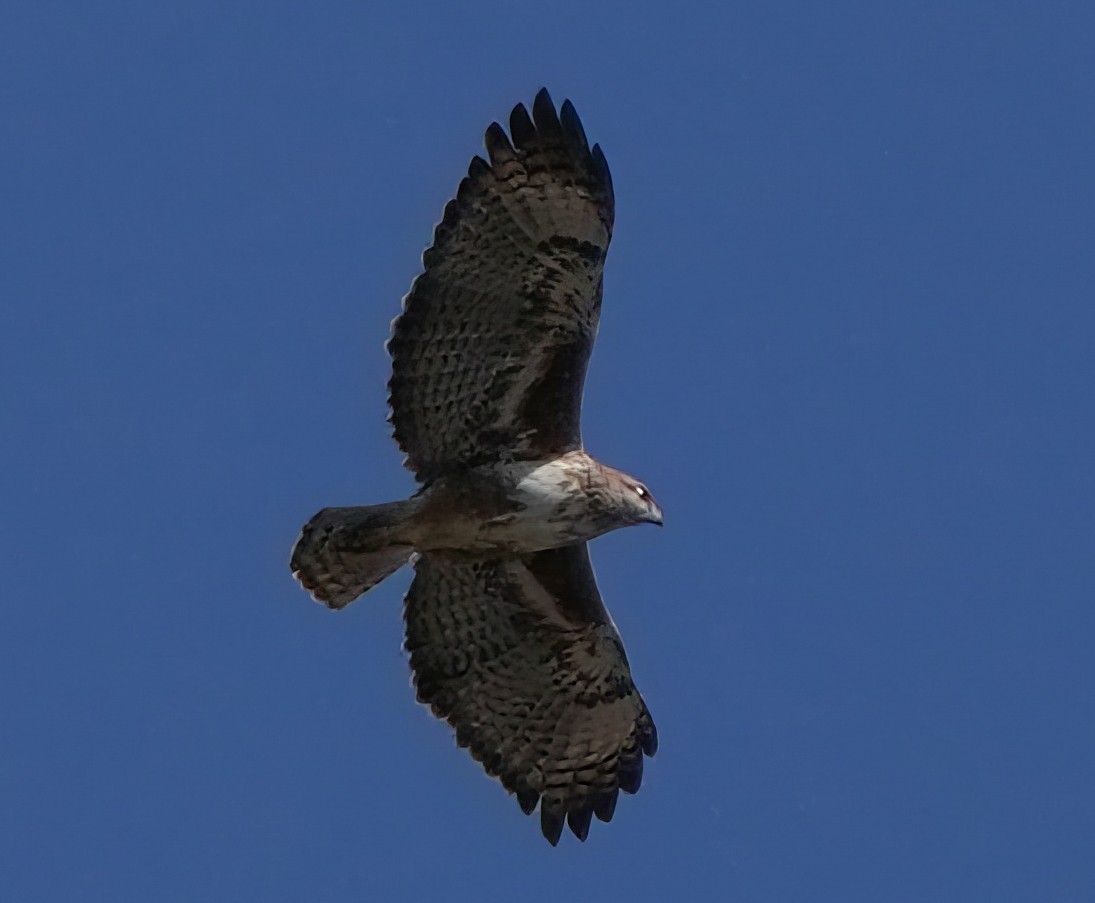 Madagaskarbussard - ML613800013