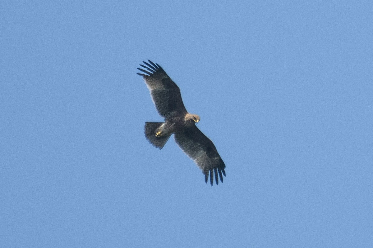 Indian Spotted Eagle - ML613800087