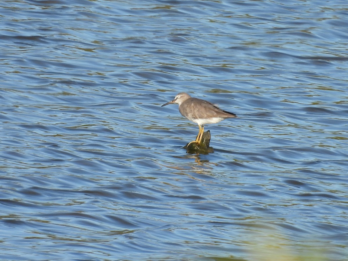 Gray-tailed Tattler - ML613800097