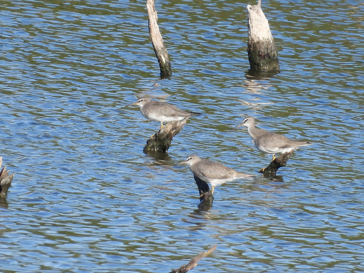 Gray-tailed Tattler - Mark Clarke