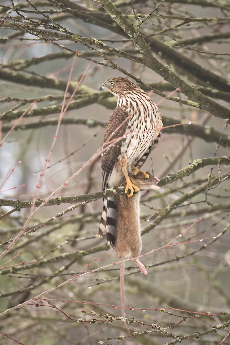 Cooper's Hawk - ML613800105