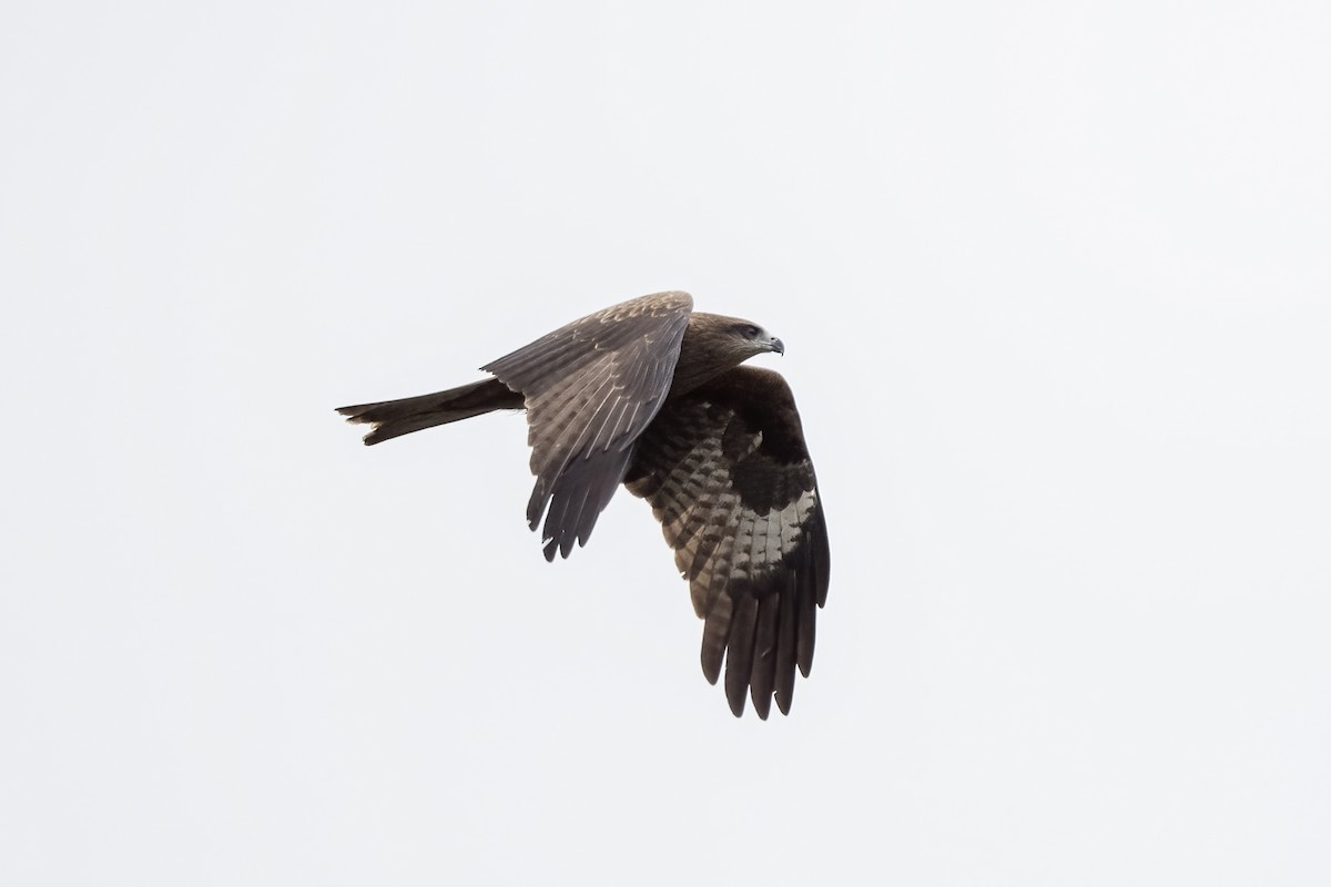 Black Kite (Black-eared) - ML613800216