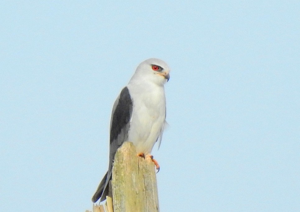 Black-winged Kite - ML613800219