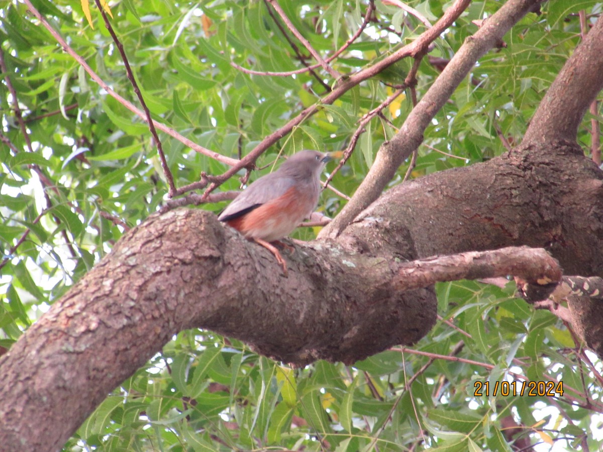 Chestnut-tailed Starling - Mugillan V