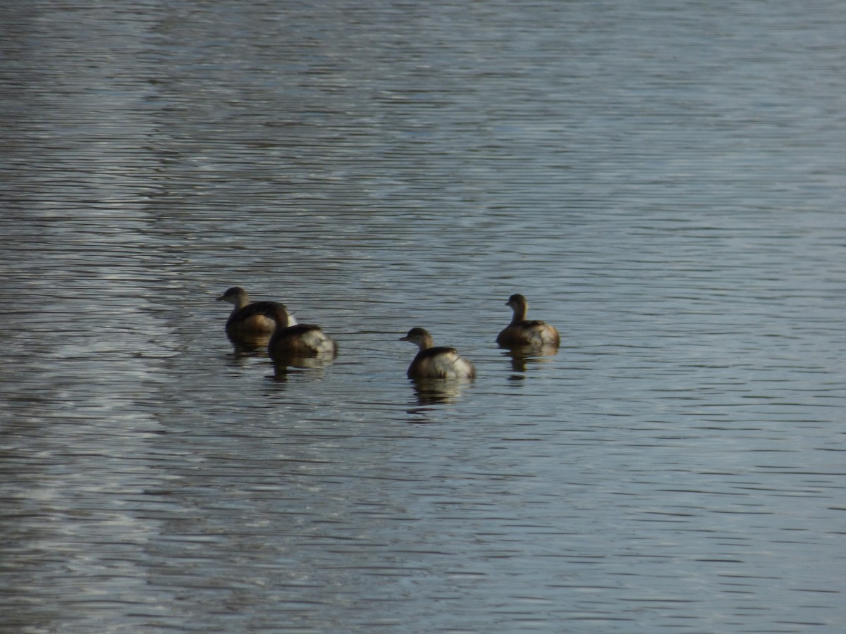 Australasian Grebe - ML613800368