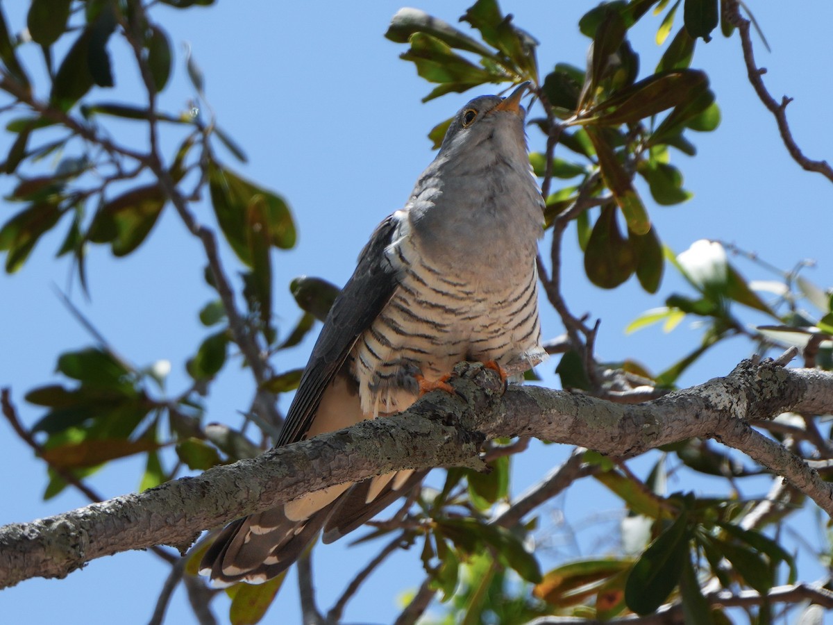 Madagascar Cuckoo - Roman Suffner