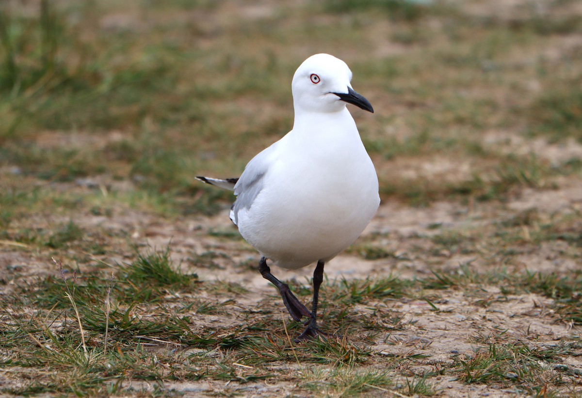 Black-billed Gull - ML613800376